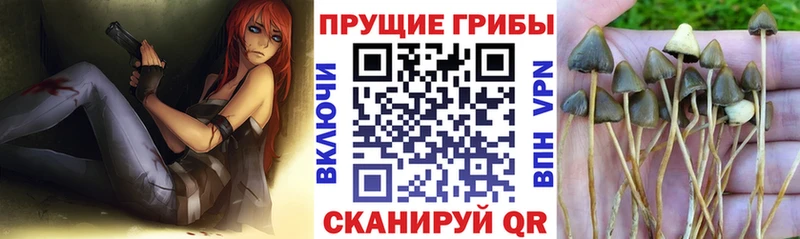 Псилоцибиновые грибы Psilocybe  Буинск 